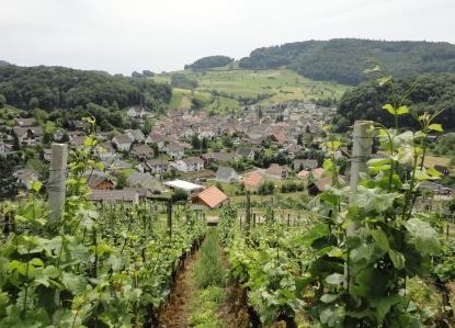 Die Baselbieter Gemeinde Buus hat viele landwirtschaftlich genutzte Flächen für den Reb-, Obst und Getreideanbau (Foto: Gemeinde Buus)