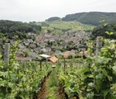Die Baselbieter Gemeinde Buus hat viele landwirtschaftlich genutzte Flächen für den Reb-, Obst und Getreideanbau (Foto: Gemeinde Buus)