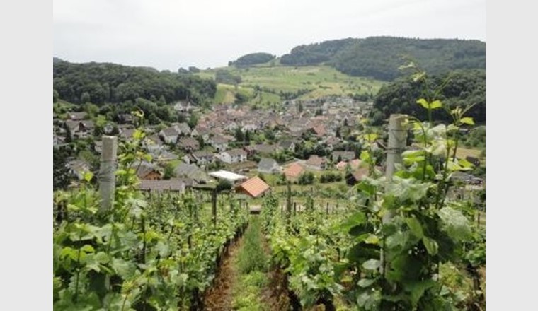 Die Baselbieter Gemeinde Buus hat viele landwirtschaftlich genutzte Flächen für den Reb-, Obst und Getreideanbau (Foto: Gemeinde Buus)