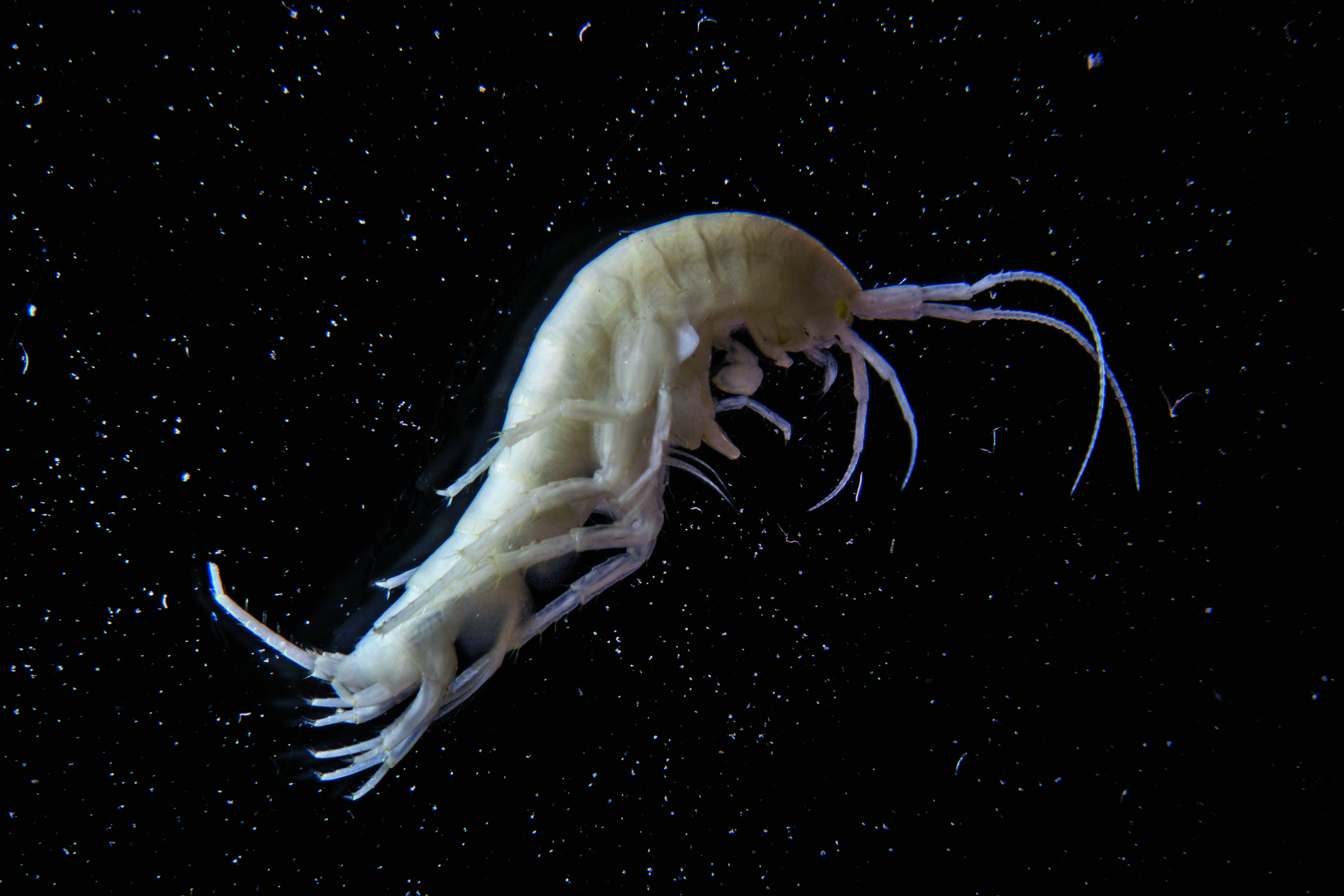 Reiche Grundwasserfauna - Pilotstudie fördert Artenvielfalt zutage.