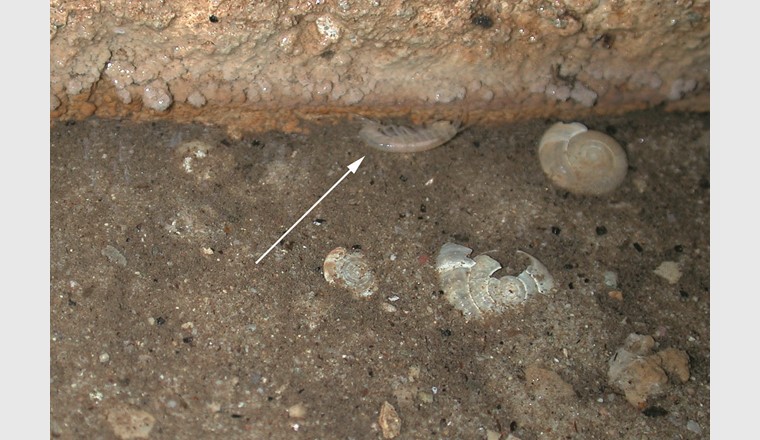 Ein Flohkrebs (Niphargus rhenorhodanensis; Pfeil) in einer alten Brunnenstube bei Binningen. (Foto: D. Küry)