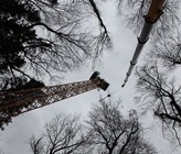 Bäume verlieren bei grosser Hitze über die Oberfläche sehr viel Wasser, können den Wasserverbrauch jedoch drosseln. (Foto: Uni Basel) Bäume verlieren bei grosser Hitze über die Oberfläche sehr viel Wasser, können den Wasserverbrauch jedoch drosseln. (Foto: Uni Basel)