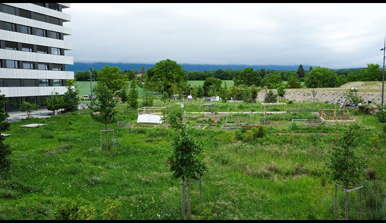 Fig. 4 Prairie, jardins et bassin de rétention dans le quartier des Vergers à Meyrin (GE). 
(© Etat de Genève, Théo Gardiol)