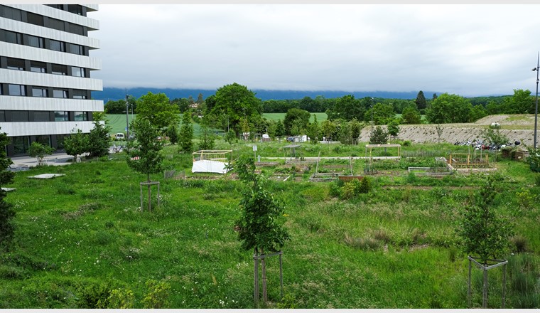 Fig. 4 Prairie, jardins et bassin de rétention dans le quartier des Vergers à Meyrin (GE). 
(© Etat de Genève, Théo Gardiol)
