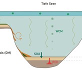 Zehrung in untiefen und tiefen Seen durch den Abbau von organischem Material: Bei untiefen Seen hauptsächlich am und im Sediment, bei tiefen Seen zunehmend in der Wassersäule. Bei steilen Flanken wird durch Strömungen oder Rutschungen OM in die tiefsten Zonen des Sees verfrachtet. Daher kann man an den tiefsten Stellen solcher Seen eine erhöhte Deposition und daher erhöhtes SOU und RED finden. Zehrung in untiefen und tiefen Seen durch den Abbau von organischem Material: Bei untiefen Seen hauptsächlich am und im Sediment, bei tiefen Seen zunehmend in der Wassersäule. Bei steilen Flanken wird durch Strömungen oder Rutschungen OM in die tiefsten Zonen des Sees verfrachtet. Daher kann man an den tiefsten Stellen solcher Seen eine erhöhte Deposition und daher erhöhtes SOU und RED finden.