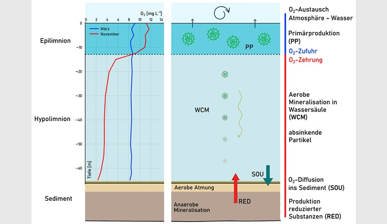 Links: Typische O2-Profile aus dem Baldeggersee (2003). Blau: Homogene O2-Verteilung nach der Tiefenmischung im Winter; rot: Ende Sommer mit erhöhtem O2-Gehalt im Epilimnion durch Primärproduktion und starkem Abfall im Hypolimnion durch die Zehrung.
Rechts: Schema der Zehrung im Hypolimnion nach [7]. Zehrung durch aerobe Mineralisation in der Wassersäule (WCM), O2-Diffusion ins Sediment (SOU) und Diffusion reduzierter Substanzen (RED) Richtung obere Sedimentschichten oder aus dem Sediment.