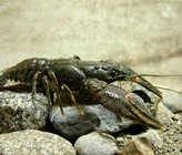 Der Steinkrebs soll wiederangesiedelt werden. (Foto: Tauchclub Dreizack Bern) Der Steinkrebs soll wiederangesiedelt werden. (Foto: Tauchclub Dreizack Bern)