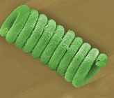 Die Blaualge Spirulina, deren Form an einen winzigen Tauchsieder erinnert, eignet sich besonders fürs «Biotemplating», das zur effizienten Nutzung des Sonnenlichts beiträgt. (Foto: Empa) Die Blaualge Spirulina, deren Form an einen winzigen Tauchsieder erinnert, eignet sich besonders fürs «Biotemplating», das zur effizienten Nutzung des Sonnenlichts beiträgt. (Foto: Empa)