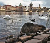Nutria fühlen sich in Städten wohl – wie etwa hier neben der hochfrequentierten Karlsbrücke in Prag, wo sie zusammen mit den Wasservögeln reichlich gefüttert werden. (© Anna Schertler)