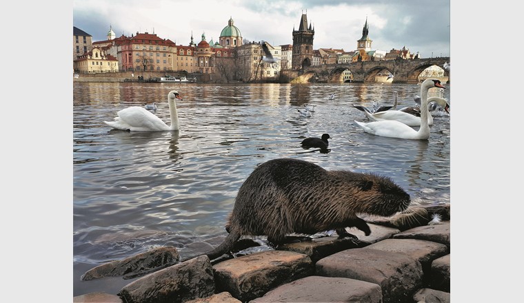 Nutria fühlen sich in Städten wohl – wie etwa hier neben der hochfrequentierten Karlsbrücke in Prag, wo sie zusammen mit den Wasservögeln reichlich gefüttert werden. (© Anna Schertler)