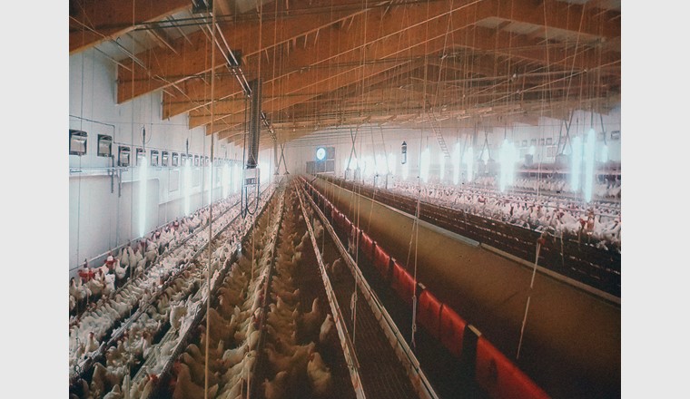 Hühner-Intensivmast. Da sind gegen 16'000 Hühner in einem Stall. Anlass VSA Young Professionals,  (c) Paul Sicher/VSA.