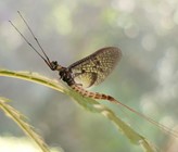 Das Insekt des Jahres 2021: Die Dänische Eintagsfliege Ephemera danica. (© W. Kleinsteuber) Das Insekt des Jahres 2021: Die Dänische Eintagsfliege Ephemera danica. (© W. Kleinsteuber)