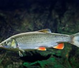 Der Fisch des Jahres, der Alet, ist ein veritabler Überlebenskünstler. Kein anderer Fisch ist so anpassungsfähig wie er, selbst in verunreinigten Gewässern findet er Lebensraum. (© V. Kuttelvaserova Stuchelova/123RF.com)