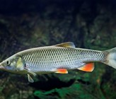 Der Fisch des Jahres, der Alet, ist ein veritabler Überlebenskünstler. Kein anderer Fisch ist so anpassungsfähig wie er, selbst in verunreinigten Gewässern findet er Lebensraum. (© V. Kuttelvaserova Stuchelova/123RF.com) Der Fisch des Jahres, der Alet, ist ein veritabler Überlebenskünstler. Kein anderer Fisch ist so anpassungsfähig wie er, selbst in verunreinigten Gewässern findet er Lebensraum. (© V. Kuttelvaserova Stuchelova/123RF.com)