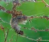 Il gammaro dei fossi si nutre di fogliame morto caduto sullâacqua. A sua volta è unâimportante fonte di nutrimento per pesci, uccelli e altri animali. (© Verena Lubini) Il gammaro dei fossi si nutre di fogliame morto caduto sullâacqua. A sua volta è unâimportante fonte di nutrimento per pesci, uccelli e altri animali. (© Verena Lubini)