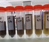 Filtrierter, bei verschiedenen pH-Werten angesäuerter Faulschlamm. (Foto: T. van der Heijden, ara region bern ag)
