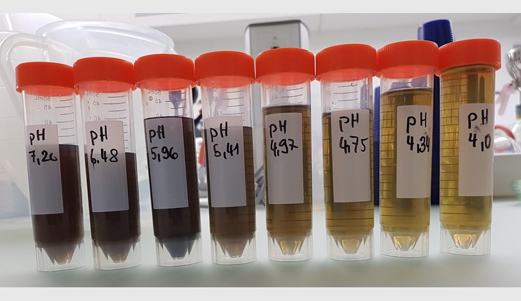 Filtrierter, bei verschiedenen pH-Werten angesäuerter Faulschlamm. (Foto: T. van der Heijden, ara region bern ag)