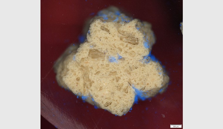 Mikroplastik an einem Filterkorn aus porösem Keramikmaterial (angeschliffen) sichtbar gemacht durch Farbstoff und UV-Anregung im Fluoreszenzmikroskop. (©Gerhardt/GNF)