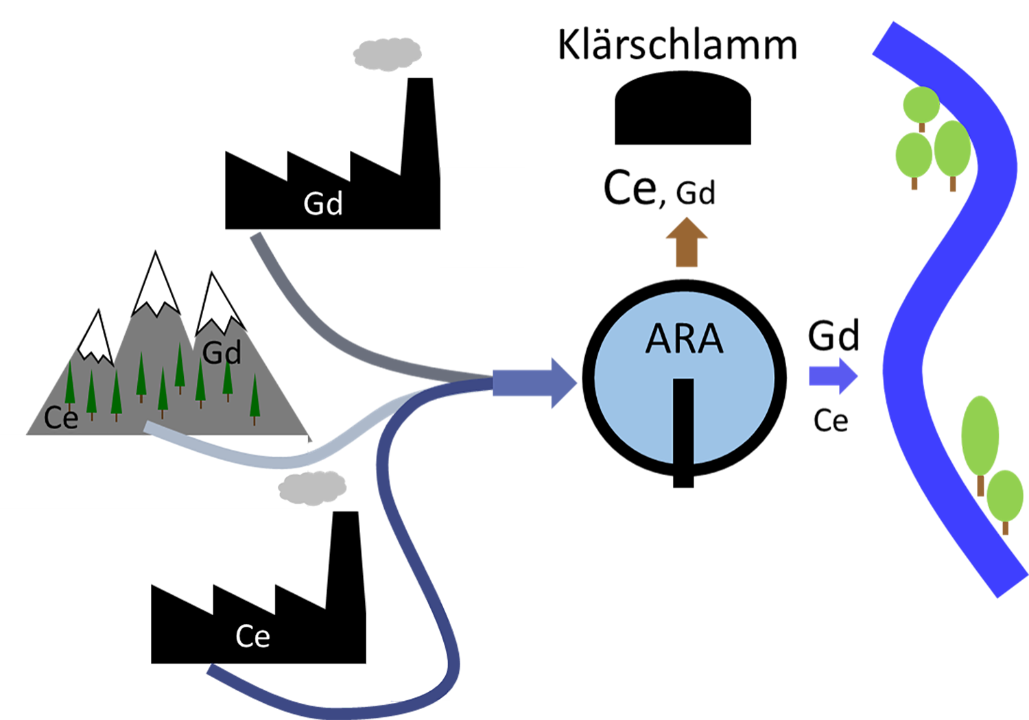 Seltene Erden wie Cer (Ce) und Gadolinium (Gd) kommen in der Natur vor, werden aber auch in Industrie und Spitälern immer häufiger eingesetzt. Über das Abwasser gelangen die Seltenen Erden in Abwasserreinigungsanlagen (ARA). Ein Grossteil des Cers wird dort im Klärschlamm abgeschieden. Gadolinium wird jedoch kaum im ARA zurückgehalten und fliesst mit dem gereinigten Abwasser in die Gewässer. (Grafik: Ralf Kägi, Eawag)