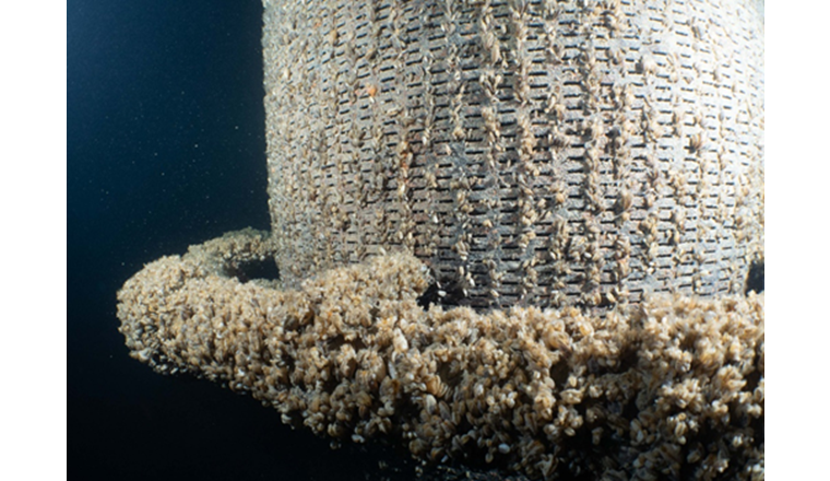 Crescita di molluschi su cuffie aspiranti dell'acquedotto a lago di Frasnacht. (Foto: Photography Montagner/St. Galler Stadtwerke)