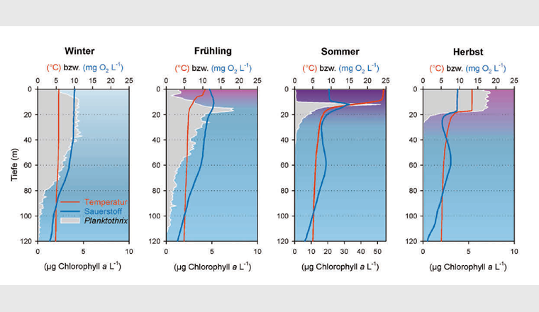 Saisonal bedingte Unterschiede der Tiefenprofile (Auflösung in 1-Meter-Schritten) für Wassertemperatur, Sauerstoffkonzentration und Menge an Planktothrix rubescens im Zürichsee gemessen im Jahr 2020. In jenem Jahr wurde der Wasserkörper bis in eine Tiefe von circa 86 Metern von der Tiefenmischung beeinflusst. Die Menge an P. rubescens wurde mit einer bbe-FluoroProbe-Messsonde bestimmt. Durch eine entsprechende Kalibrierung lässt sich der spezifische In-vivo-Chlorophyll-a-Gehalt der P.-rubescens-Gesamtpopulation bestimmen.