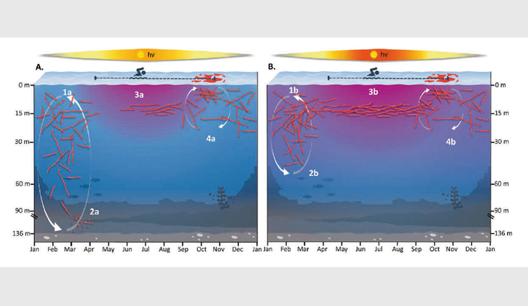 Schematische Darstellung der jährlichen Populationsdynamik von Planktothrix rubescens im Zürichsee in einem Jahr mit Holomixis (A) und einem Jahr mit unvollständiger Frühjahrstiefenmischung (B).
(1a–3a) Bei einer Holomixis kollabieren die zellinternen Gasvesikel, und ein Grossteil der Population kann nicht mehr ins Oberflächenwasser aufsteigen und stirbt ab, was zu sehr geringen Planktothrix-Dichten im Frühsommer führt. (1b–3b) Bei schwachen Tiefenmischungen überlebt der Grossteil der Population, was zu hohen Planktothrix-Dichten bereits im Frühjahr führt. (4a, 4b) In beiden Szenarien kommt es im Herbst zu Oberflächenmischungen und potenzieller Oberflächenfilmbildung.
Zusätzlich eingezeichnet ist die seit 2019 geltende, verlängerte Saisondauer der Sommerbäder für die Stadt Zürich (11. April bis 25. Oktober).