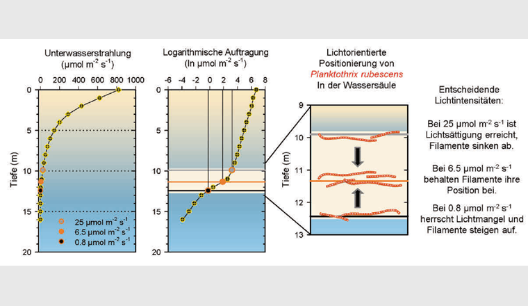 Typisches Profil der Lichtintensität während des Sommers im Zürichsee. Die Unterwasserstrahlung nimmt mit der Tiefe logarithmisch ab (linker Graph), weshalb eine logarithmische Darstellung (mittlerer Graph) von Vorteil ist. Der Knick im Lichtprofil in einer Tiefe von 10 bis 13 Metern weist auf eine dichte Planktothrix-Schicht hin, in der die Lichtintensität markant abnimmt. In dieser Schicht sind auch die drei relevanten Lichtbedingungen für Planktothrix zu finden (rechter Graph).