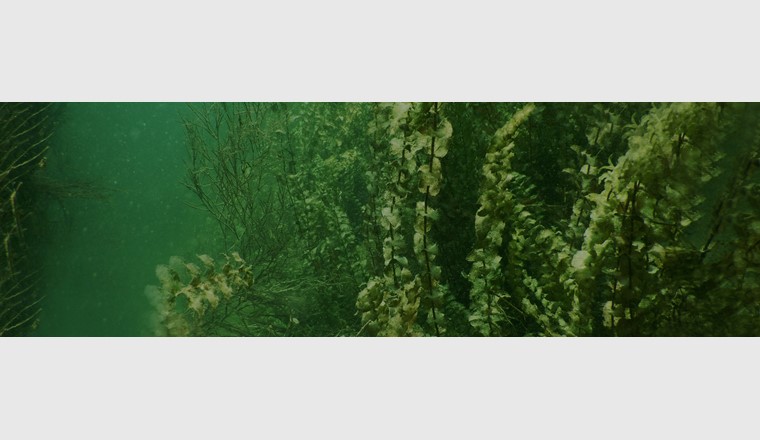 Der durchlichtete Uferbereich des Bodensees ist Lebensraum für eine artenreiche Fauna und Flora. Forscher des SeeWandel-Projekts sind daran, die aktuellen Makrophytenbestände auf Artniveau zu erfassen. (©SeeWandel)