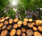 In Zug soll das Holz künftig nicht  mehr mit Insektiziden geschützt werden. (Foto: 123rf.com/Alberto Masnovo) In Zug soll das Holz künftig nicht  mehr mit Insektiziden geschützt werden. (Foto: 123rf.com/Alberto Masnovo)