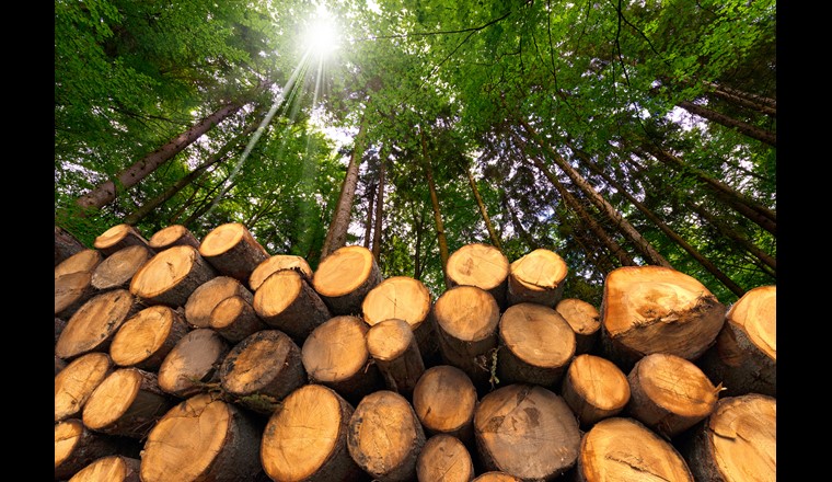 In Zug soll das Holz künftig nicht  mehr mit Insektiziden geschützt werden. (Foto: 123rf.com/Alberto Masnovo)