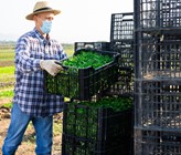 Bereits im November beschloss Bio Suisse ein Ja zur Pestizid-Initiative, über die ebenfalls am 13. Juni abgestimmt wird. Foto: Iakov Filimonov/123rfcom Bereits im November beschloss Bio Suisse ein Ja zur Pestizid-Initiative, über die ebenfalls am 13. Juni abgestimmt wird. Foto: Iakov Filimonov/123rfcom