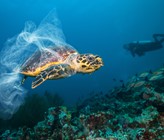 Die Ozeane dieser Welt stehen unter Stress, sie sind durch den Klimawandel, schädliche Fischereipraktiken und Umweltverschmutzung bedroht. Foto: Jakub Gojda/23rf.com Die Ozeane dieser Welt stehen unter Stress, sie sind durch den Klimawandel, schädliche Fischereipraktiken und Umweltverschmutzung bedroht. Foto: Jakub Gojda/23rf.com