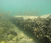 Invasive Muschel - Die Quaggamuschel verbreitet sich in Schweizer Seen (Foto: L. Haltiner, Eawag) Invasive Muschel - Die Quaggamuschel verbreitet sich in Schweizer Seen (Foto: L. Haltiner, Eawag)