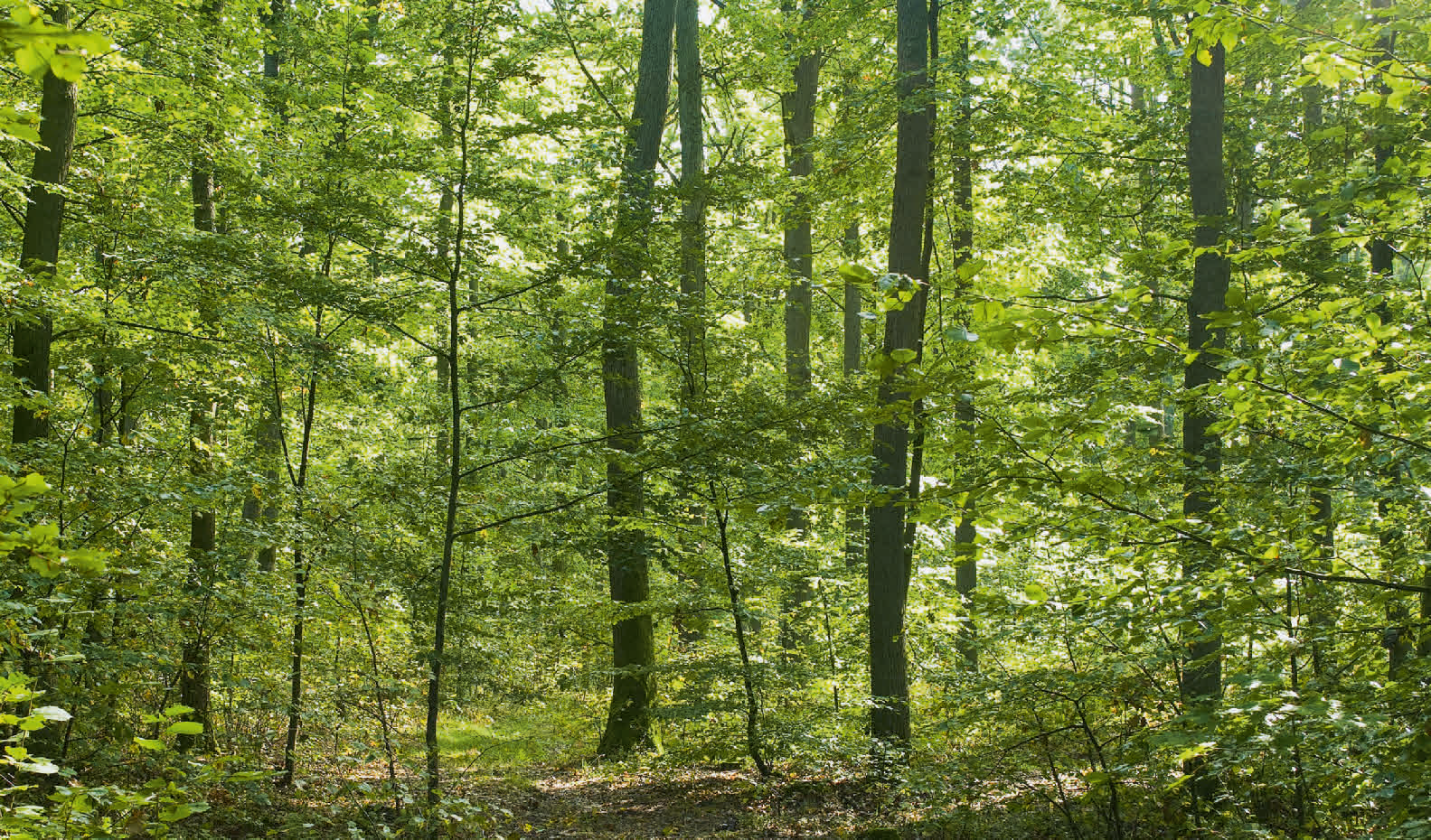 Erneuerbare Energie- und Biokohleproduktion aus Holz. (© G. Gust/123RF.com)