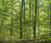 Erneuerbare Energie- und Biokohleproduktion aus Holz. (© G. Gust/123RF.com) Erneuerbare Energie- und Biokohleproduktion aus Holz. (© G. Gust/123RF.com)