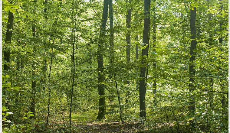 Erneuerbare Energie- und Biokohleproduktion aus Holz. (© G. Gust/123RF.com)
