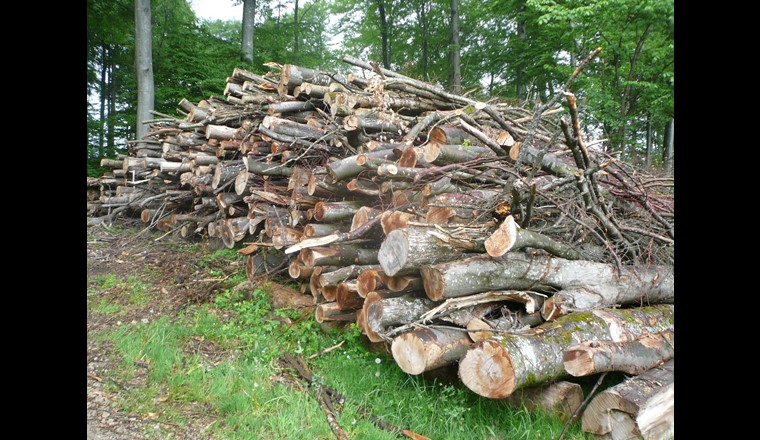 Fig. 6 Bois rond énergétique stocké le long d’une route forestière. (Photo: Energie-bois Suisse)