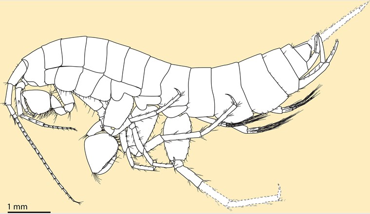 La représentation montre l’espèce d’amphipode Niphargus aroalensis récemment découverte. (Dessin: Roman Alther)