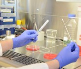 Das Institut BIAMOL der Hochschule Bremerhaven arbeitet im Projekt «Legiomer» an Schnelltests für Legionellen. (Bild: Hochschule Bremerhaven) Das Institut BIAMOL der Hochschule Bremerhaven arbeitet im Projekt «Legiomer» an Schnelltests für Legionellen. (Bild: Hochschule Bremerhaven)