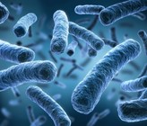 Legionellen, opportunistische pathogene Bakterien, können Trinkwasserverteilungssysteme kontaminieren und beim Menschen eine tödliche Lungenentzündung verursachen. (Bild: © peterschreibermedia/123RF.com) Legionellen, opportunistische pathogene Bakterien, können Trinkwasserverteilungssysteme kontaminieren und beim Menschen eine tödliche Lungenentzündung verursachen. (Bild: © peterschreibermedia/123RF.com)