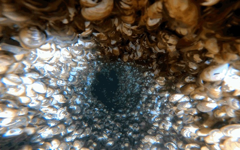 Même les moules quagga mortes peuvent poser des problèmes