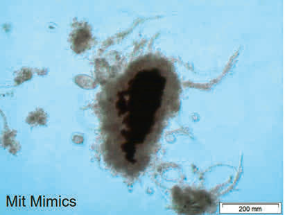 Fig. 1 Belebtschlamm mit dem Trägermaterial Mimics®. (© EssDe GmbH)