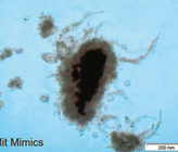 Fig. 1 Belebtschlamm mit dem Trägermaterial Mimics®. (© EssDe GmbH) Fig. 1 Belebtschlamm mit dem Trägermaterial Mimics®. (© EssDe GmbH)