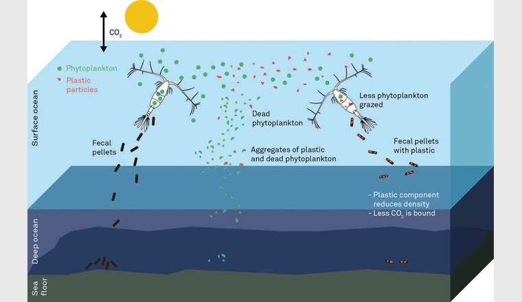 Modell zum Einfluss von Mikroplastik in einer aquatischen Nahrungskette auf die CO2-Bindung. (©M. Holzner)