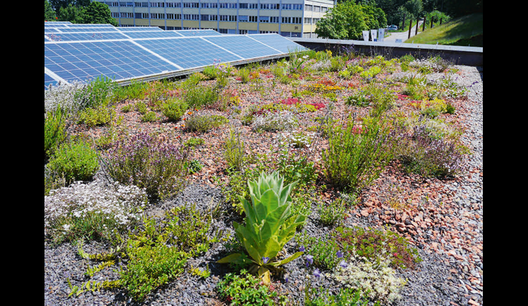 Les toits et façades végétalisés emmagasinent une grande partie des précipitations, réduisent la température de surface par évapotranspiration et favorisent la diversité des espèces. (©VSA)
