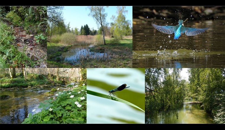 Wasser- und Landlebensräume sind auf vielfältige Art und Weise miteinander verknüpft, ob im Kulturland oder im Wald. Der Laubstreueintrag von Bäumen bildet die Grundlage für ganze aquatische Nahrungsnetze; Eisvögel wiederum ernähren sich von Wasserbewohnern. Arten wie Libellen (z.B. die Gebänderte Prachtlibelle) haben aquatische und terrestrische Lebensstadien in ihrem Entwicklungszyklus. (Bilder: Florian Altermatt; Tierbilder: Creative Commons Public Domain)