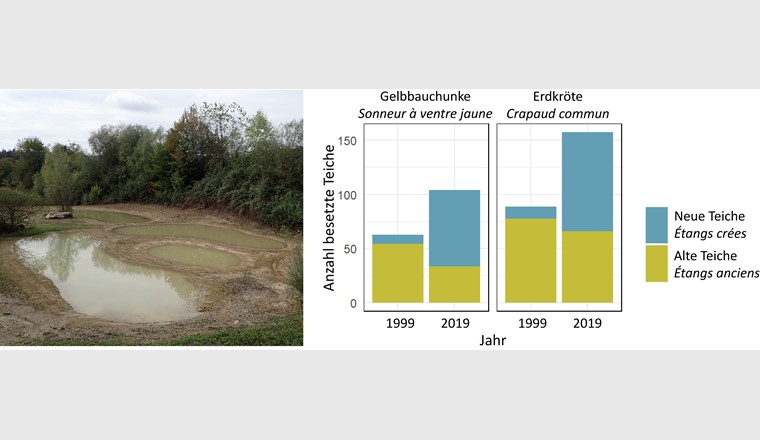 Links: Teichbau schafft neuen Lebensraum für Amphibien und viele andere Arten.
Rechts: Dank der Besiedelung neu angelegter Teiche haben die Bestandsgrössen (Anzahl besetzte Teiche) von Gelbbauchunke und Erdkröte im aargauischen Rheintal zwischen 1999 und 2019 insgesamt zugenommen. (©IANB)