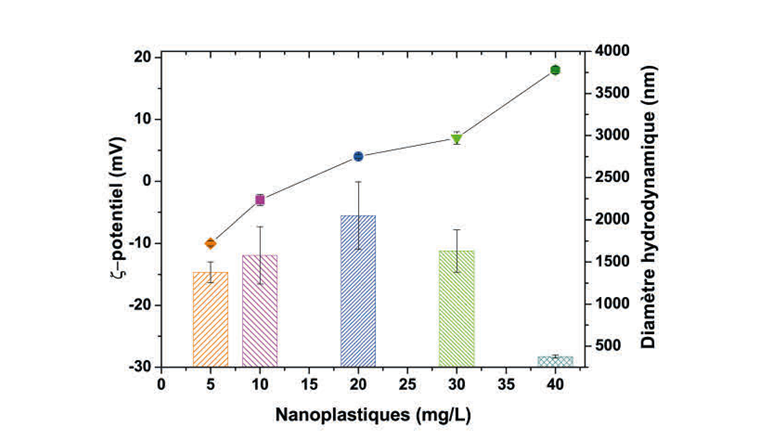 Fig. 4 Potentiel ζ (symboles) et diamètre hydrodynamique moyen (histogramme) 
des nanoplastiques à différentes concentrations dans l’eau brute du lac Léman à son pH naturel printanier (8,4 ± 0,1) après 15 min de contact avec du charbon actif et à une concentration de 5 g/l. Les nanoplastiques sont négativement chargés et forment des agrégats à faibles concentrations (5, 10 mg/l), positivement chargés et fortement agrégés à des concentrations intermédiaires (20, 30 mg/l) et significativement (positivement) chargés et stables (pas d’agrégation) à 40 mg/l.