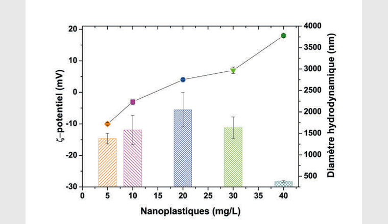 Fig. 4 Potentiel ζ (symboles) et diamètre hydrodynamique moyen (histogramme) 
des nanoplastiques à différentes concentrations dans l’eau brute du lac Léman à son pH naturel printanier (8,4 ± 0,1) après 15 min de contact avec du charbon actif et à une concentration de 5 g/l. Les nanoplastiques sont négativement chargés et forment des agrégats à faibles concentrations (5, 10 mg/l), positivement chargés et fortement agrégés à des concentrations intermédiaires (20, 30 mg/l) et significativement (positivement) chargés et stables (pas d’agrégation) à 40 mg/l.