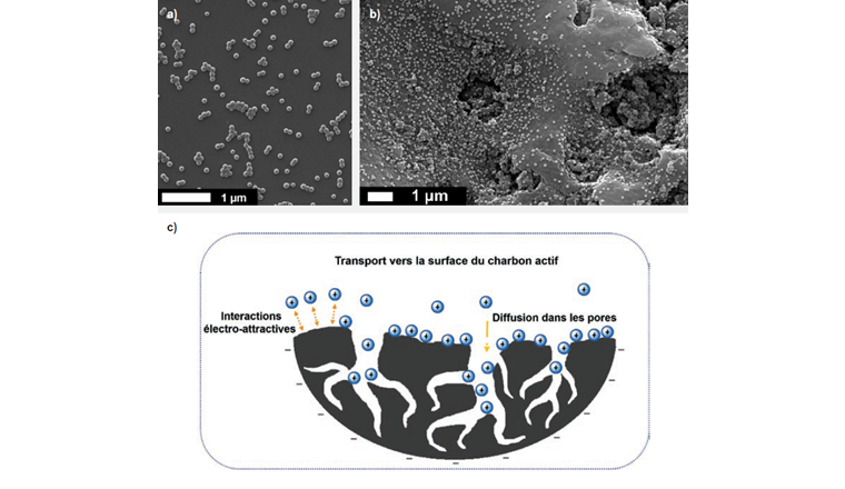 Fig. 5 (a) Image de microscopie électronique de nanoplastiques dans l’eau ultrapure à pH 7,4 ± 0,1 et concentration en nanoplastiques égale à 5 mg/l. (b) Image de microscopie électronique de nanoplastiques adsorbés sur charbon actif dans l’eau ultrapure à pH 7,4 ± 0,1: concentration en nanoplastiques égale à 20 mg/l. Les nanoplastiques sont principalement adsorbés individuellement sur la surface du charbon actif et dans les pores. (c) Mécanismes proposés pour l’élimination des nanoplastiques en présence de charbon actif dans lesquels les interactions électro-attractives entre les nanoplastiques chargés positivement et la surface négative du charbon actif jouent un rôle majeur.